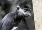 動物図鑑・フランソワルトンの写真 5